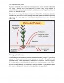 ENFERMEDADES GENETICAS