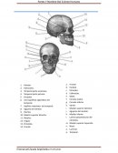 Partes Y Nombre Del Cráneo Humano