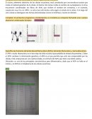 Trabajo Práctico de ADN y ARN