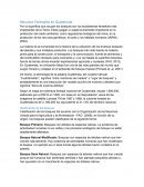 Recursos Forestales en Guatemala