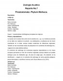 Reporte Zoología Acuática