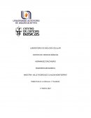 PRÁCTICA 6: LA CÉLULA Y TEJIDOS