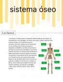 Sistema óseo , muscular ,nervioso