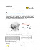 LAB VIRTUAL: ENZIMAS