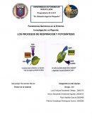 LOS PROCESOS DE RESPIRACION Y FOTOSINTESIS