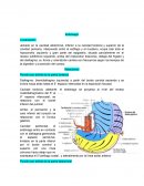 Anatomia. Estomago