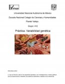 Práctica de laboratorio "Variabilidad genética"