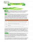 Sistema Cardiovascular