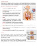 El sistema respiratorio