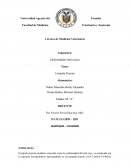 Erisipela Porcina
