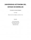 Sistema inmune de murcielagos y su relacion con virus