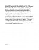 ¿Para qué sirven los músculos infrahioideos?