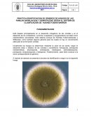 GUIA DE LABORATORIO DE MICOLOGIA