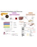 ANATOMIA FISIOLÓGICA DEL PANCREAS