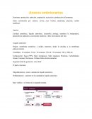 Anexos embrionarios durante el embarazo