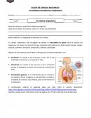 Los sistemas circulatorio y respiratorio