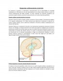 Respuestas cardiovasculares al ejercicio