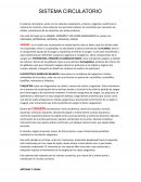 Sistema circulatorio