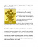 Reporte de la lectura de objetos visuales (bidimensionales y/o tridimensionales) Jarrón con quince girasoles