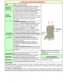 Articulaciones radiocarpinana e intercarpianas