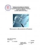 Procedimiento de Paternidad