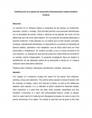 Identificación de la planta de manzanilla (Chamaemelum nobile) mediante herbario