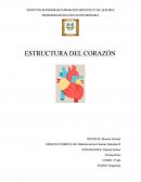 Plan de clase: Estructura del corazon