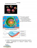 Embriología Desarrollo sistema nervioso central