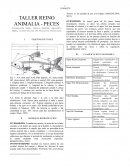 TALLER REINO ANIMALIA - PECES