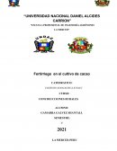 Fertirriego de cacao