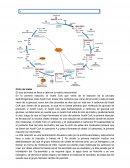 Ciclo de Krebs