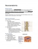 Resumen de neuroanatomia