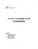 LA LUZ Y LOS SERES VIVOS FOTOSINTESIS