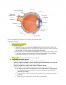 Anatomía del ojo