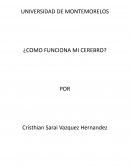 Como funciona mi cerebro?
