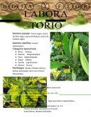 Acacia negra, acacia de leño negro