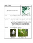 Mohos mucilaginosos y mohos acuáticos