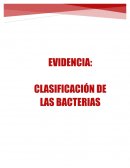 Clasificación de las bacterias