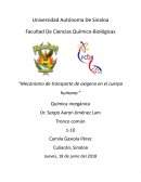 Mecanismo de transporte de oxigeno en el cuerpo humano