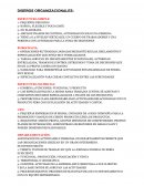 DISEÑOS ORGANIZACIONALES. ESTRUCTURA SIMPLE