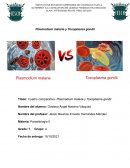 Cuadro comparativo- Plasmodium malarie y Toxoplasma gondii