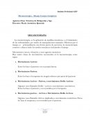 Mecanoterapia - Masaje Cuerpo Completo