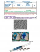 PRACTICA NÚMERO: “GRABADO DEL ESMALTE Y DENTINA”