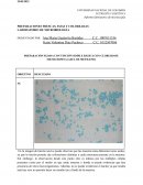 PREPARACIONES FRESCAS, FIJAS Y COLOREADAS LABORATORIO DE MICROBIOLOGÍA