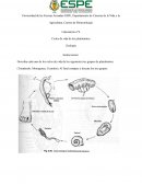 Ciclos de vida de los platelmitos