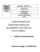 CARPETA MUSCULOS “DIAFRAGMA,MUSCULOS DEL ABDOMEN, PISO PELVICO Y DE LA CABEZA.”