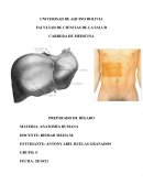 Anatomía del Hígado