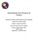 Electroforesis en gel de agarosa Ingeniería en biotecnología