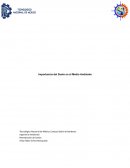 Importancia del Suelo en el Medio Ambiente