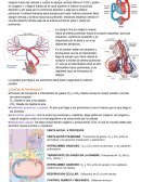 Sistema Respiratorio